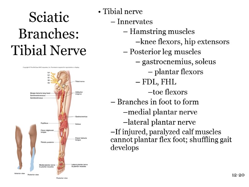 12-20 Sciatic Branches: Tibial Nerve  Tibial nerve  Innervates  Hamstring muscles 